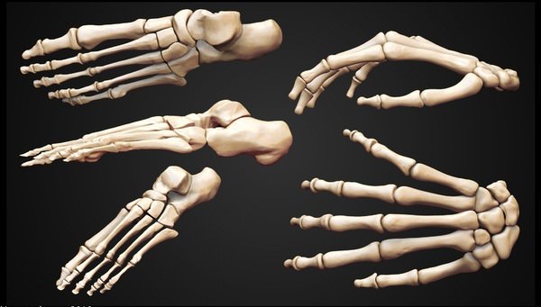 Skeleton human 3D model_4
