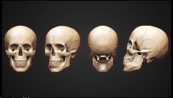 Skeleton human 3D model_1