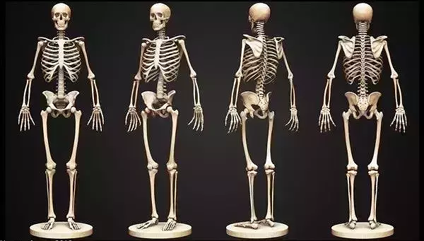 Skeleton human