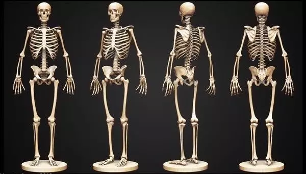 Skeleton human 3D model_0