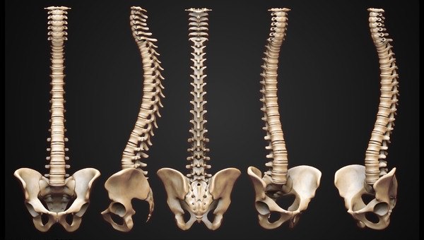 Skeleton human 3D model_5