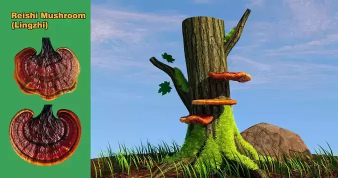 Reishi Mushroom 