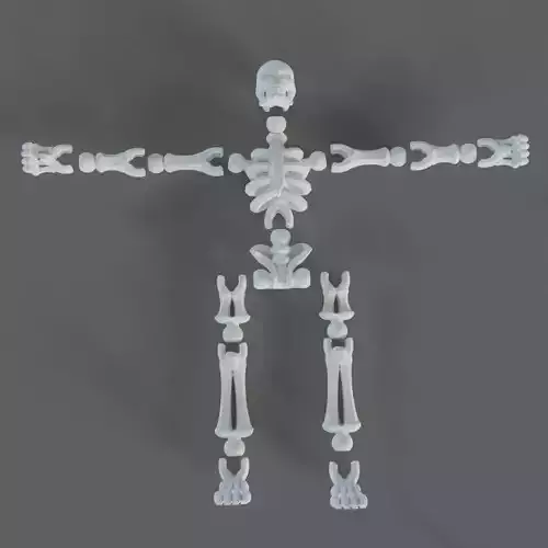 Human Skeleton