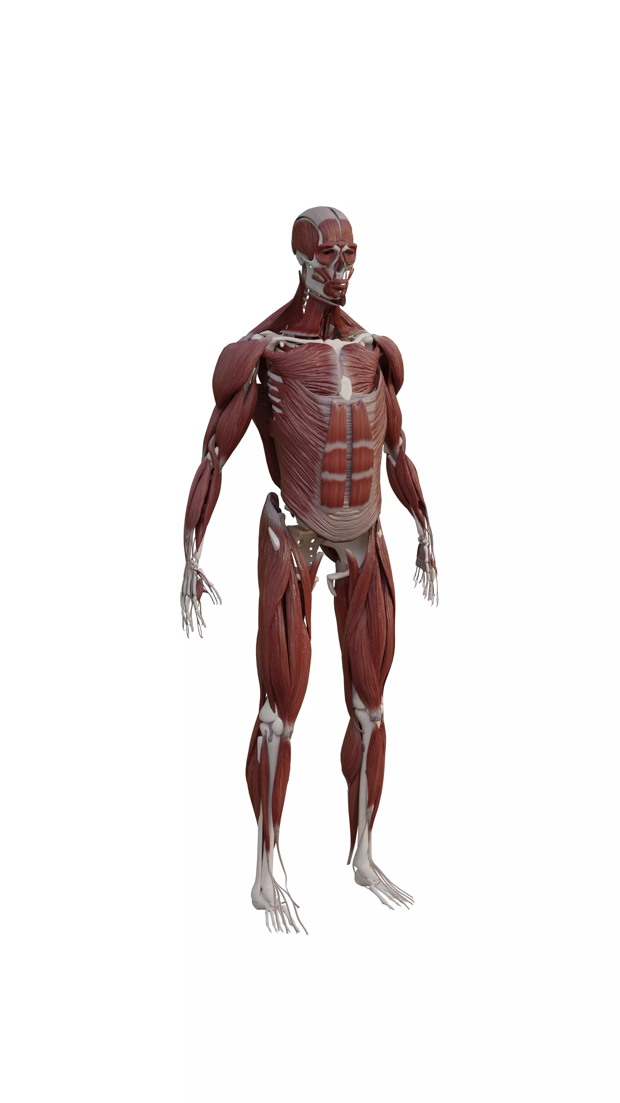 Human muscle and Skeleton Rigged 3D model