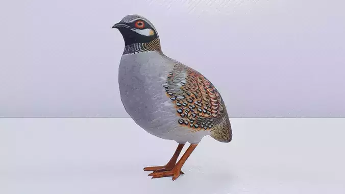 Partridge