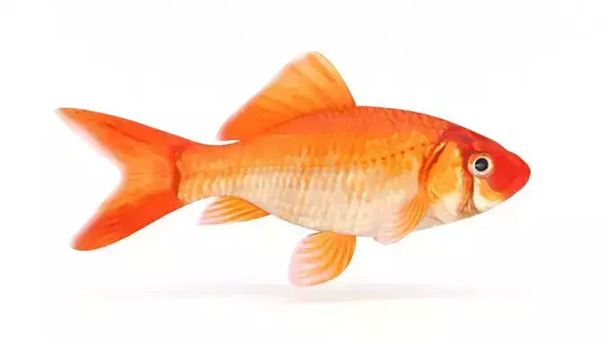 Goldfish Fish 3D model