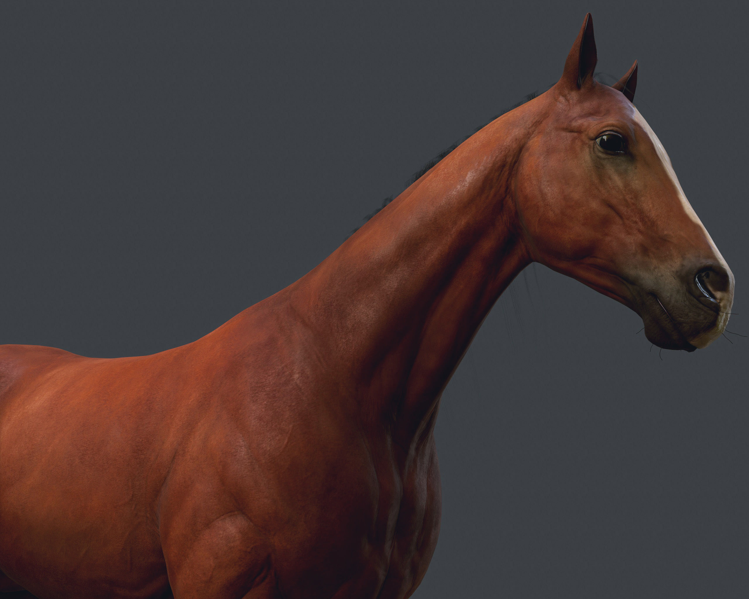 Game Horse up Low-poly 3D model_9