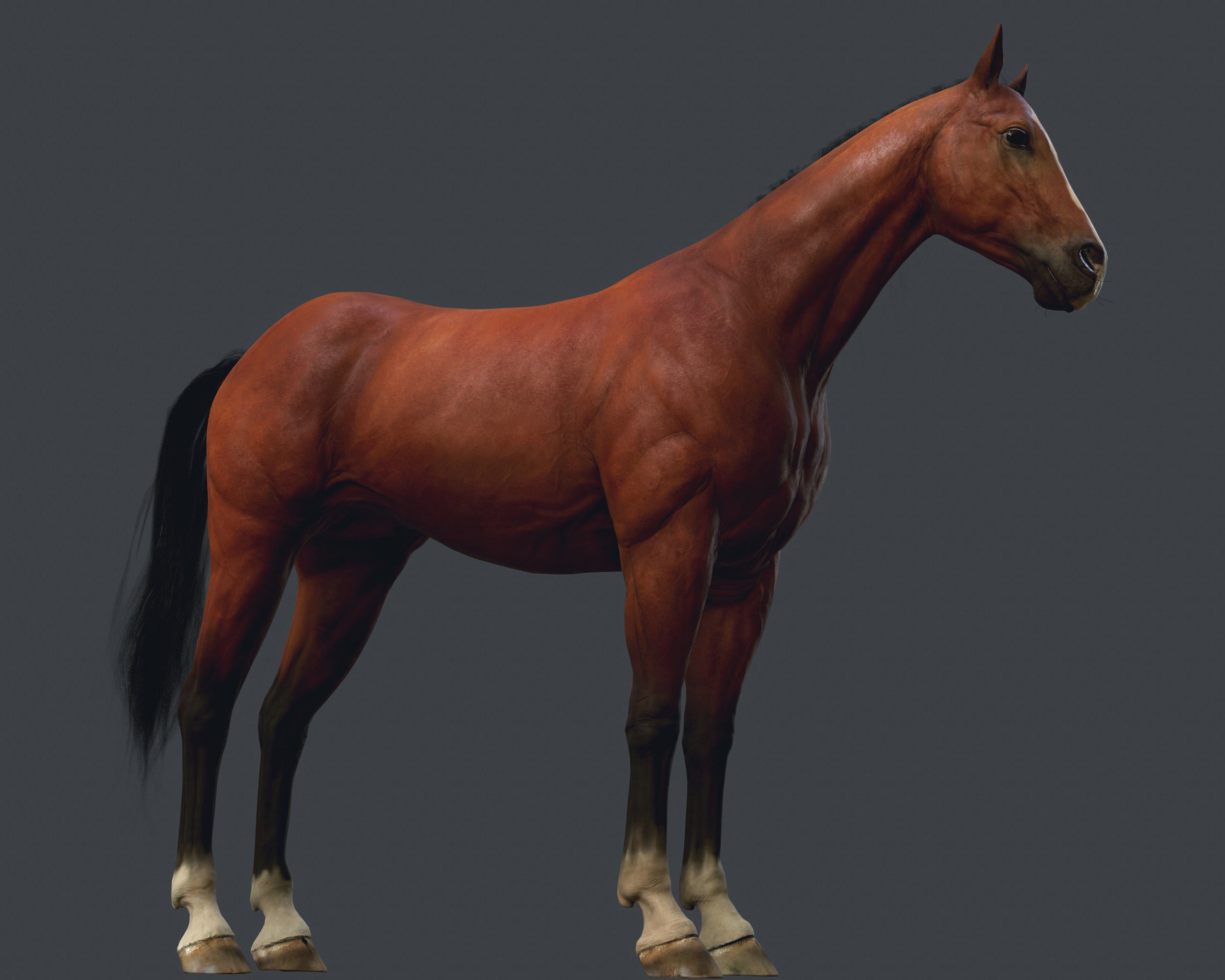 Game Horse up Low-poly 3D model_6