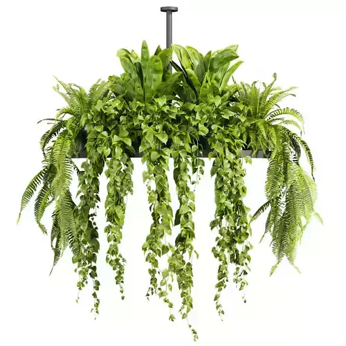 plant vol 818 - pothos - hanging - ampelous 3D model