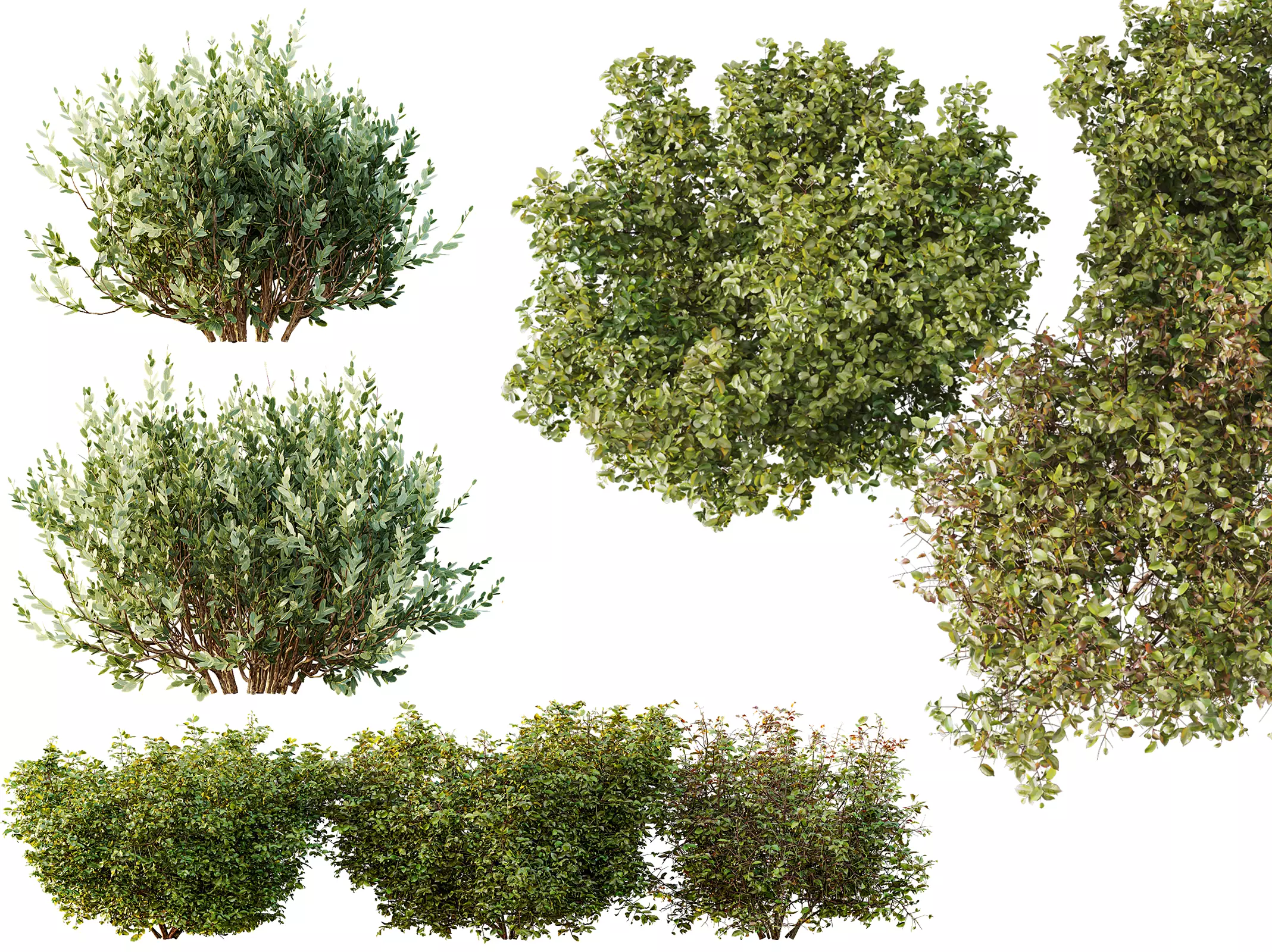 AV Cornus sanguinea and Montra Olive Bush 3D model