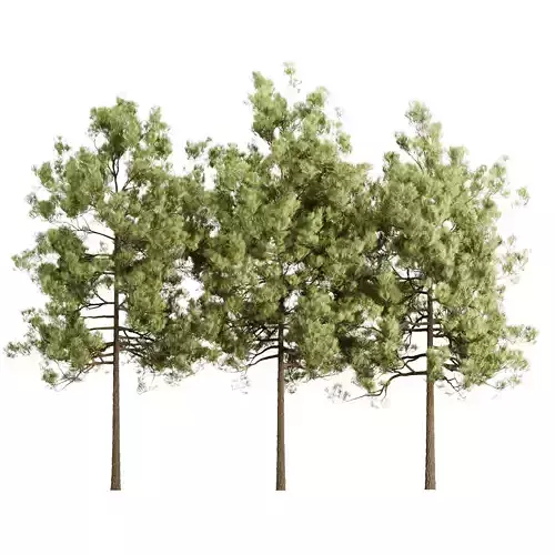 Pine Trees Vol 361