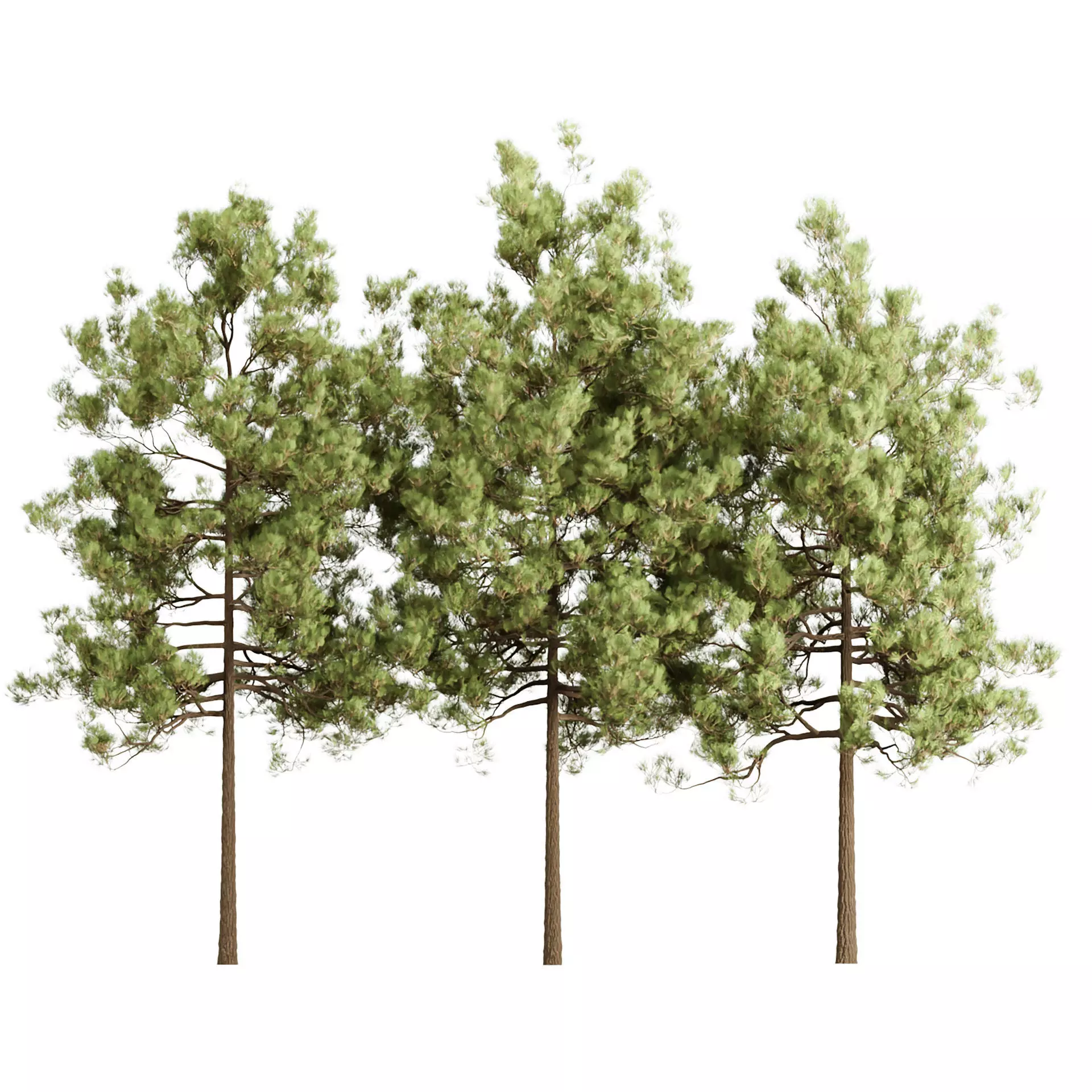 Pine Trees Vol 361 3D model