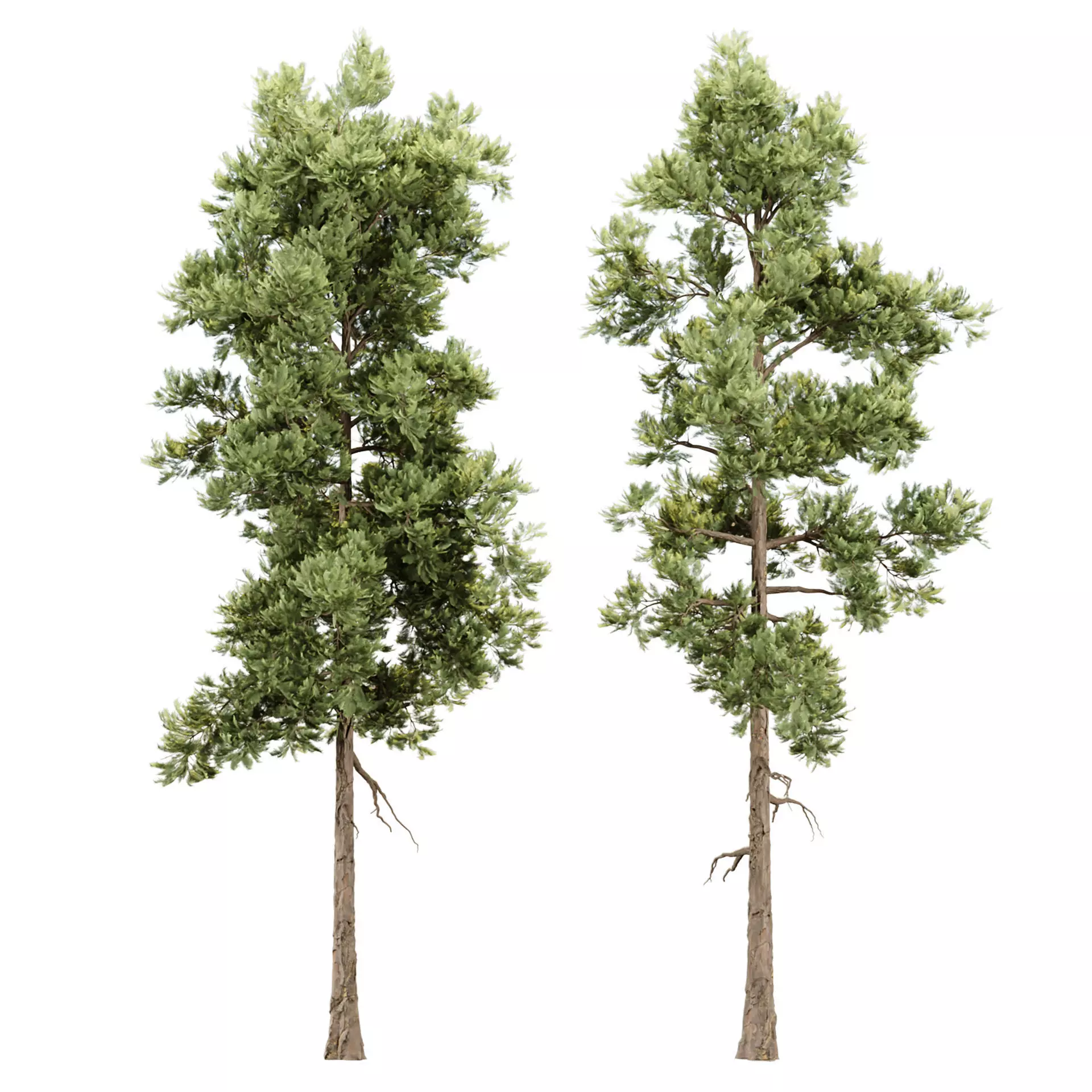 Conifer Trees Vol 362 3D model