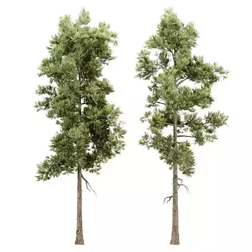 Conifer Trees Vol 362