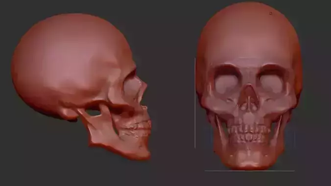 Skull for printing 3D print model