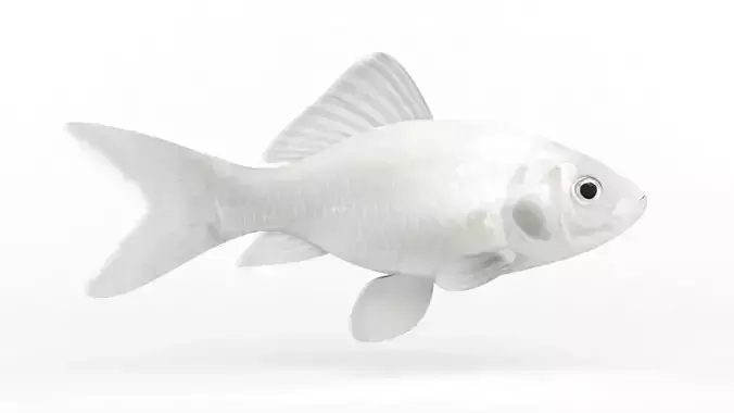 Goldfish Fish 3D model