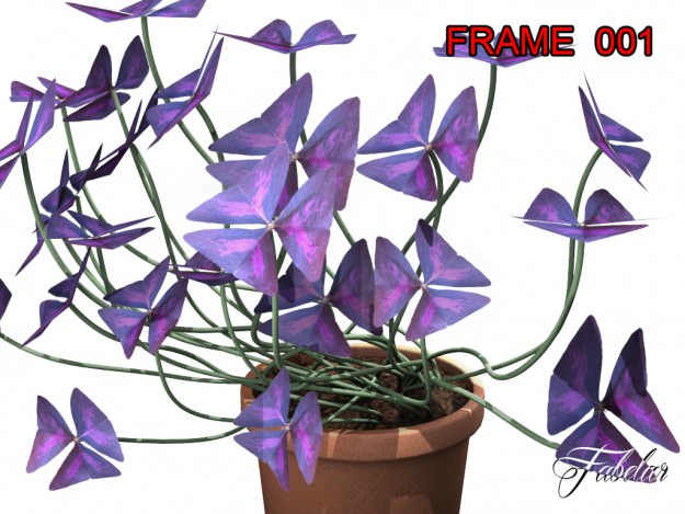 Oxalis triangularis STD MAT 3D model_2