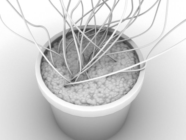 Oxalis triangularis STD MAT 3D model_8