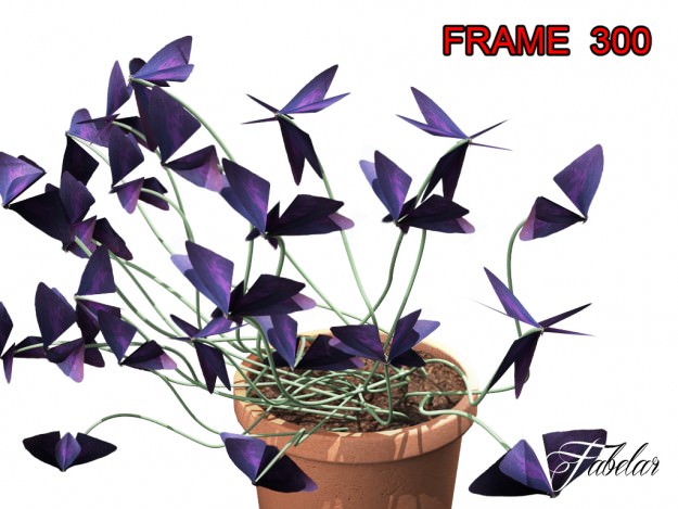Oxalis triangularis STD MAT 3D model_5