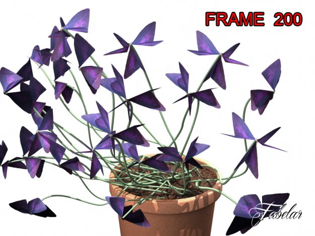 Oxalis triangularis STD MAT 3D model_4