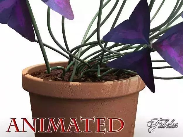Oxalis triangularis STD MAT 3D model