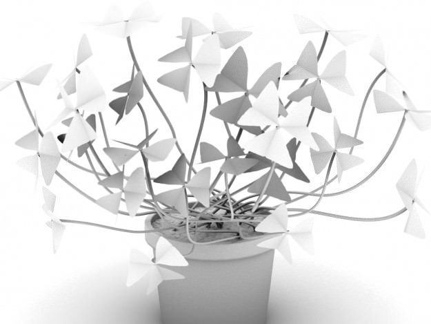 Oxalis triangularis STD MAT 3D model_9