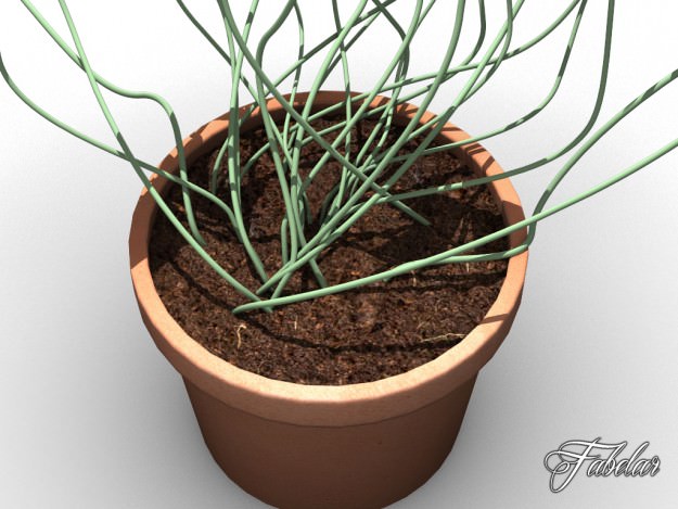 Oxalis triangularis STD MAT 3D model_6