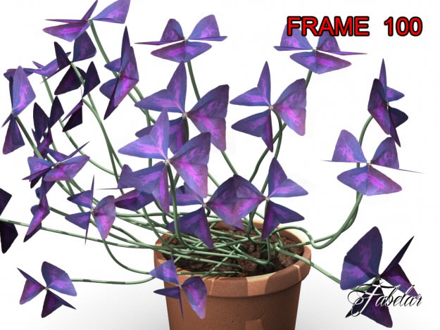 Oxalis triangularis STD MAT 3D model_3