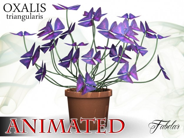 Oxalis triangularis STD MAT 3D model_1