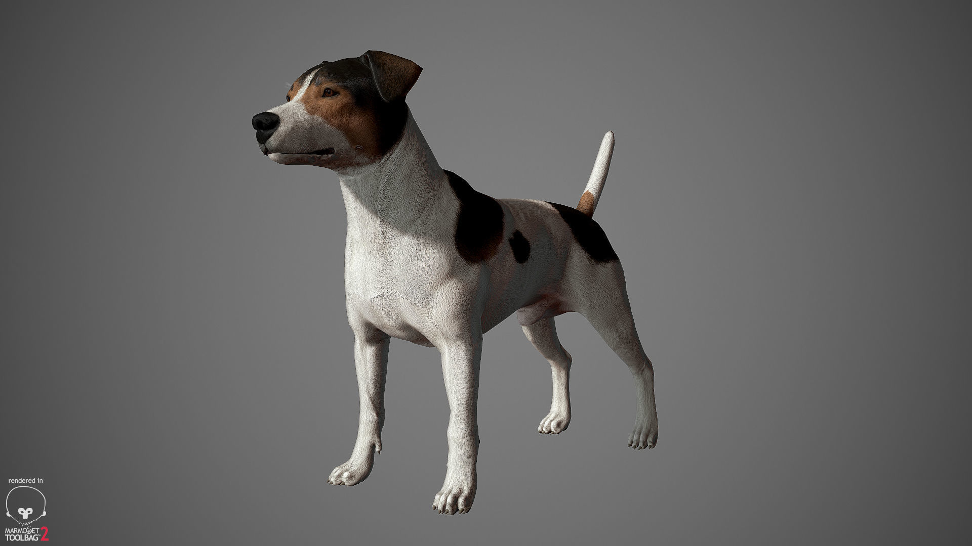 Jack Russell Real-Time Low-poly 3D model_5