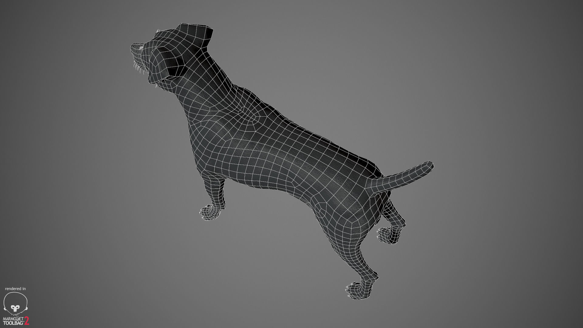 Jack Russell Real-Time Low-poly 3D model_32