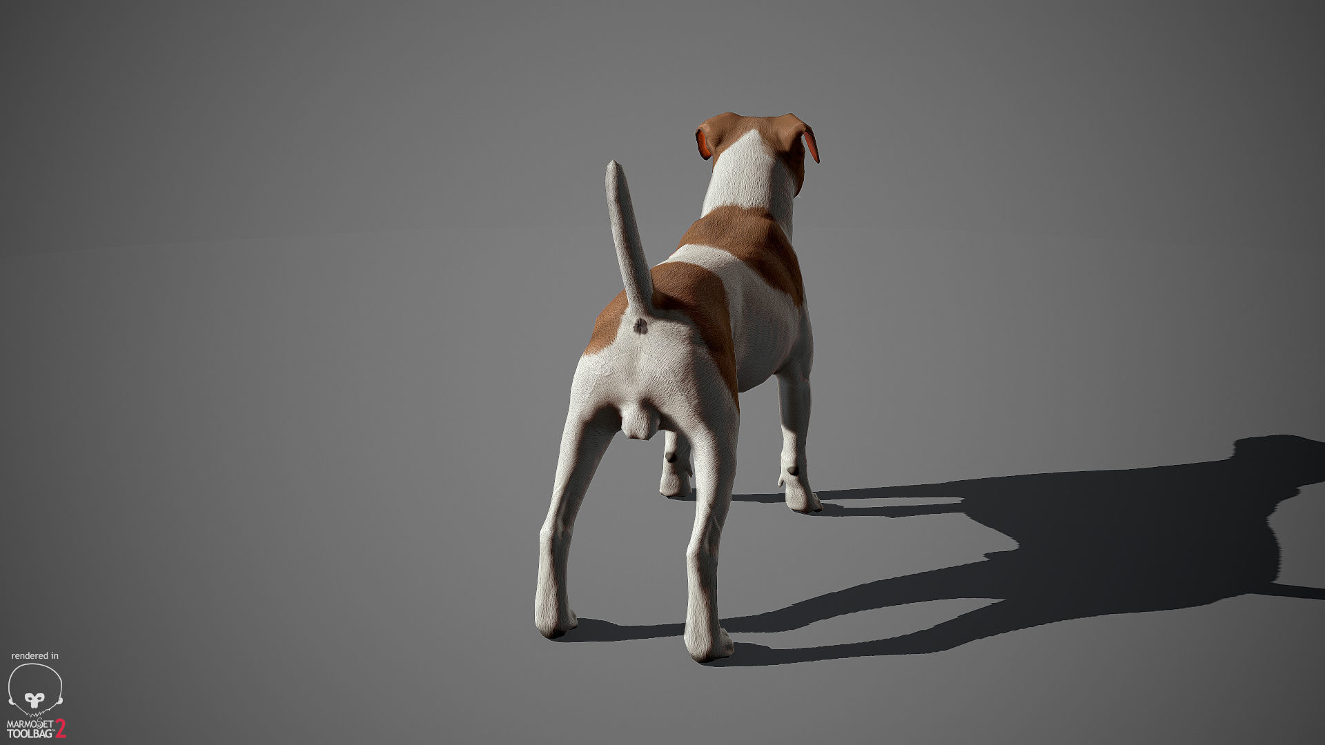 Jack Russell Real-Time Low-poly 3D model_13