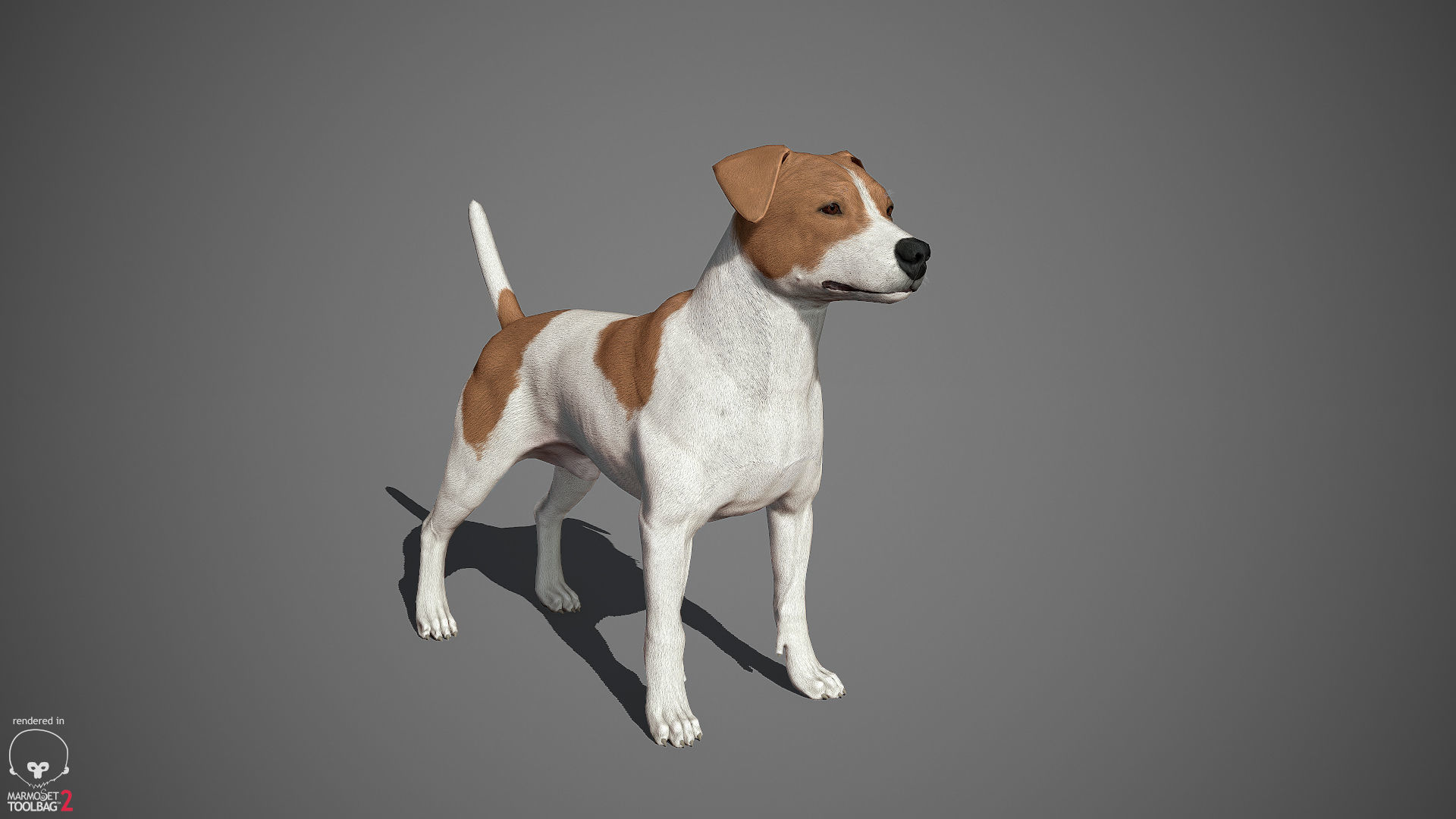 Jack Russell Real-Time Low-poly 3D model_8