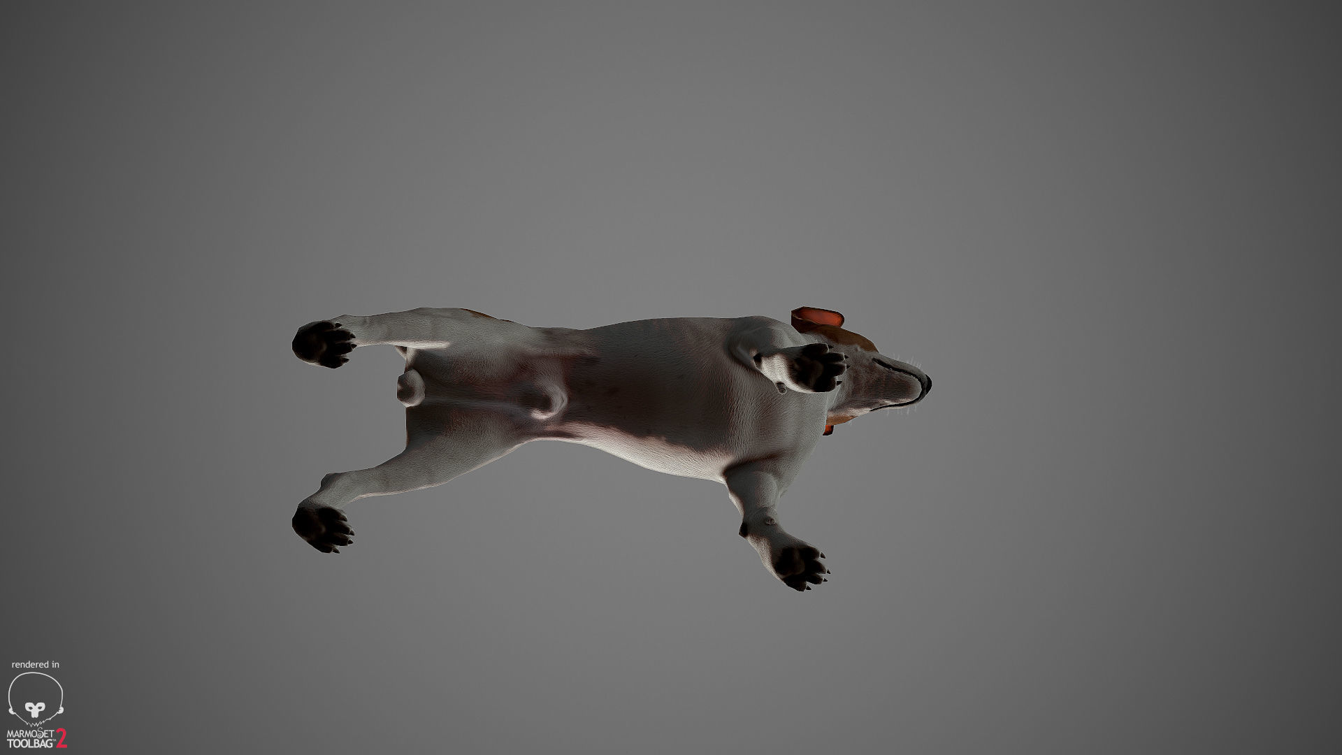 Jack Russell Real-Time Low-poly 3D model_16