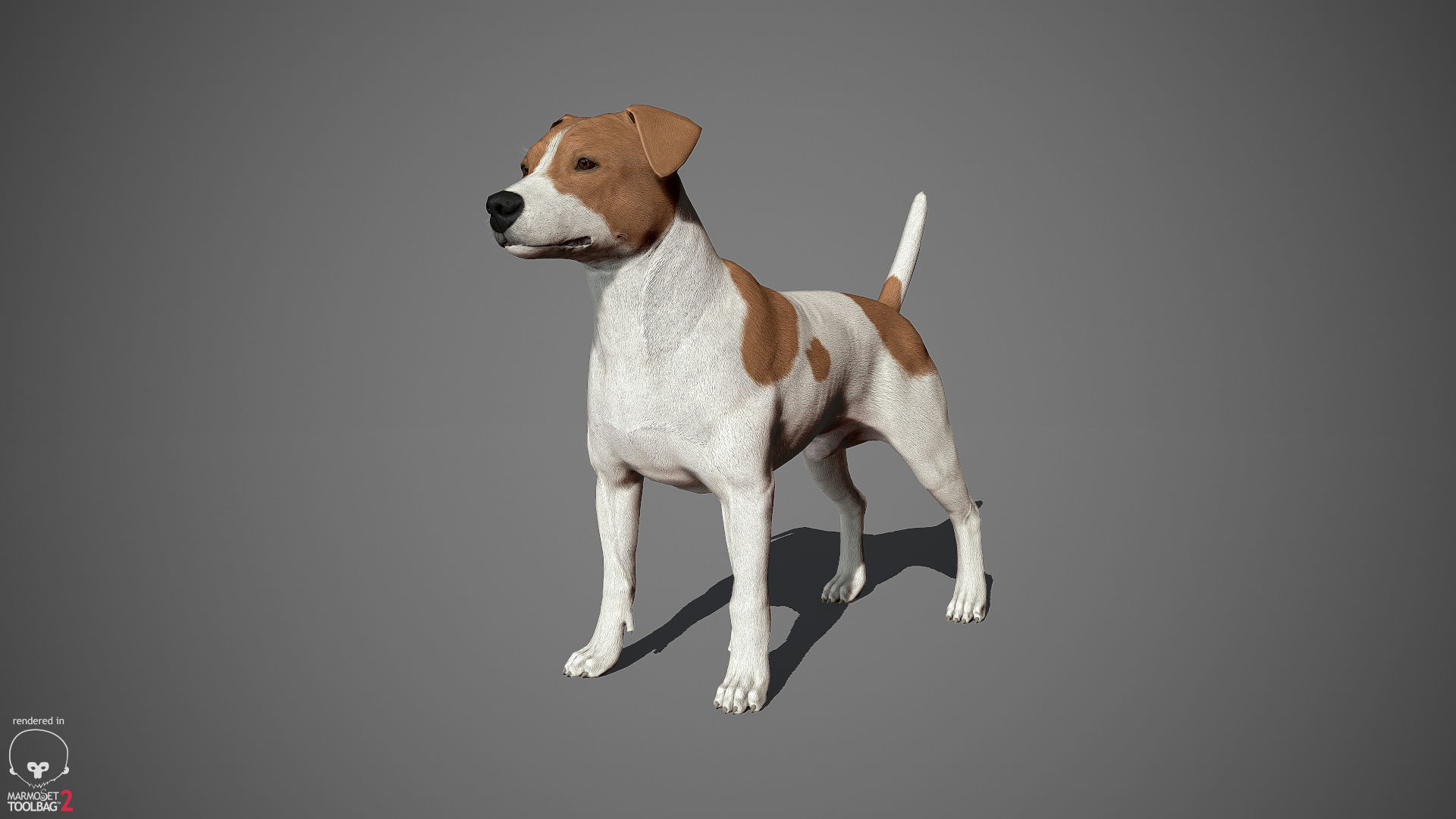 Jack Russell Real-Time Low-poly 3D model_10