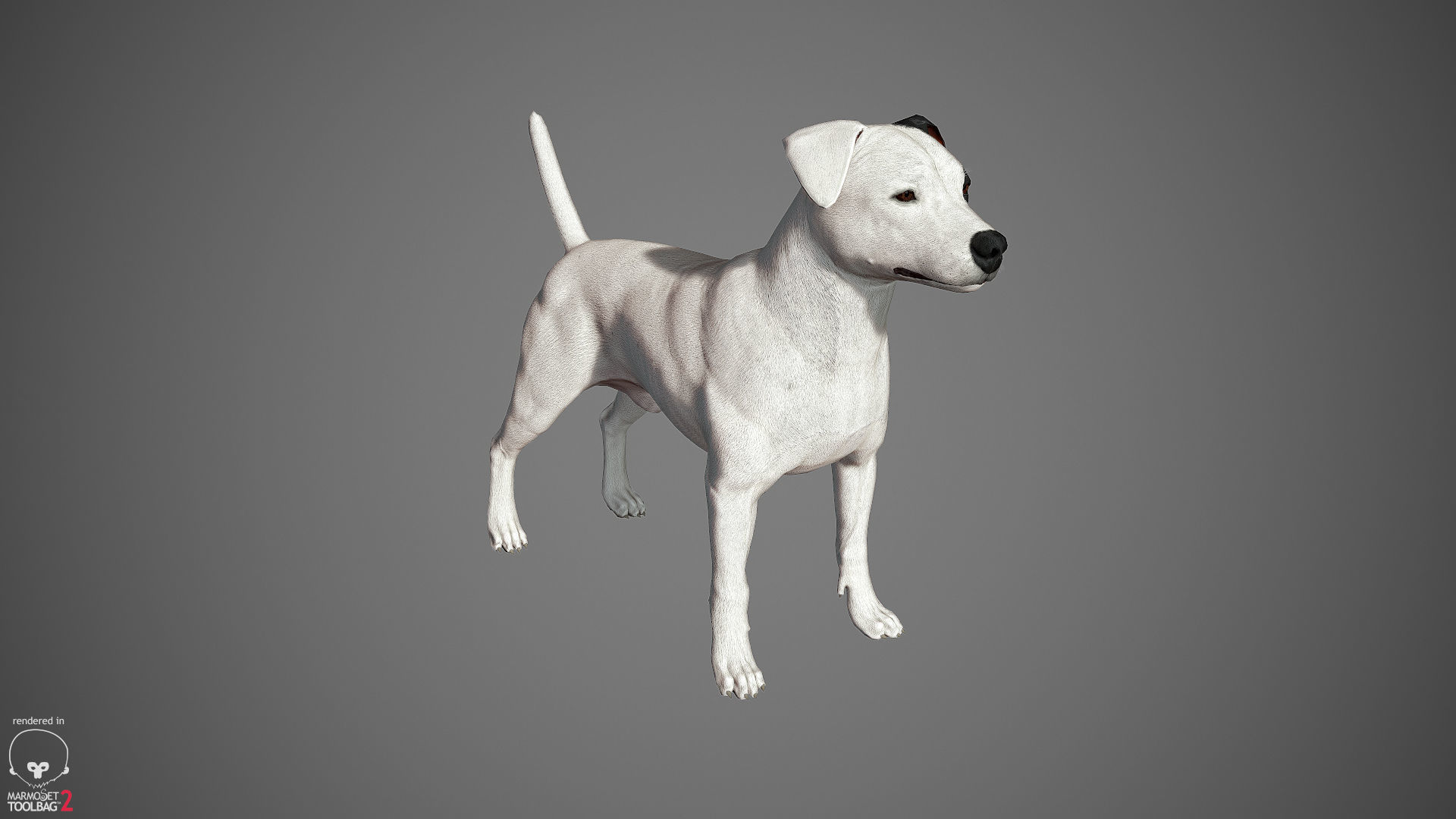 Jack Russell Real-Time Low-poly 3D model_29