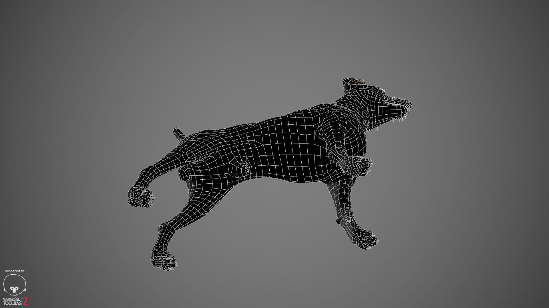 Jack Russell Real-Time Low-poly 3D model_33