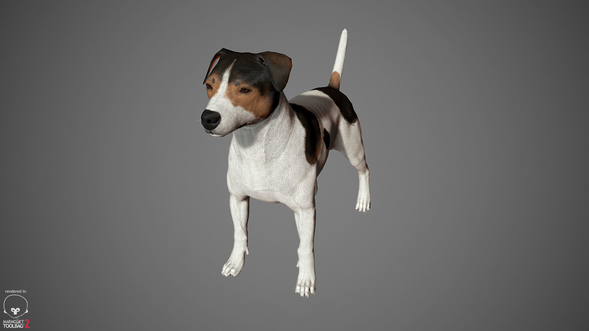Jack Russell Real-Time Low-poly 3D model_20