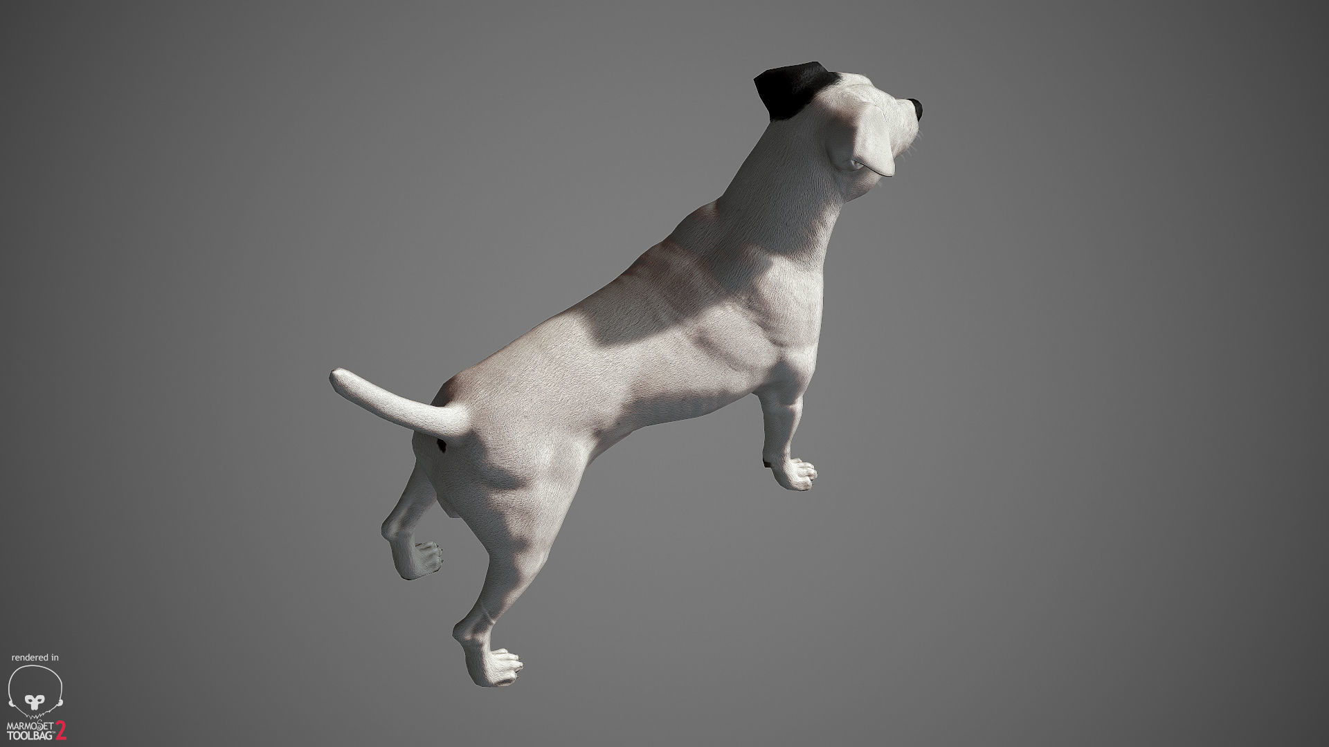 Jack Russell Real-Time Low-poly 3D model_28