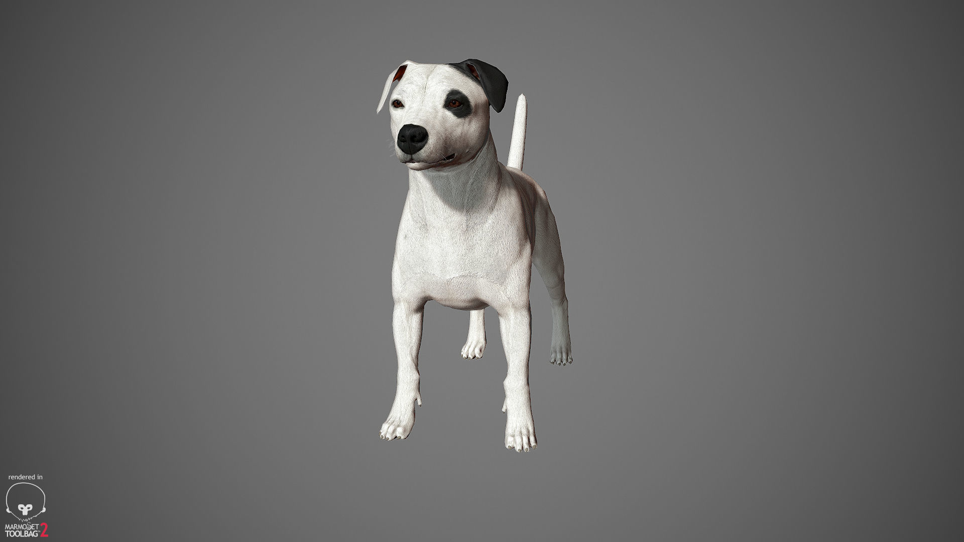 Jack Russell Real-Time Low-poly 3D model_25