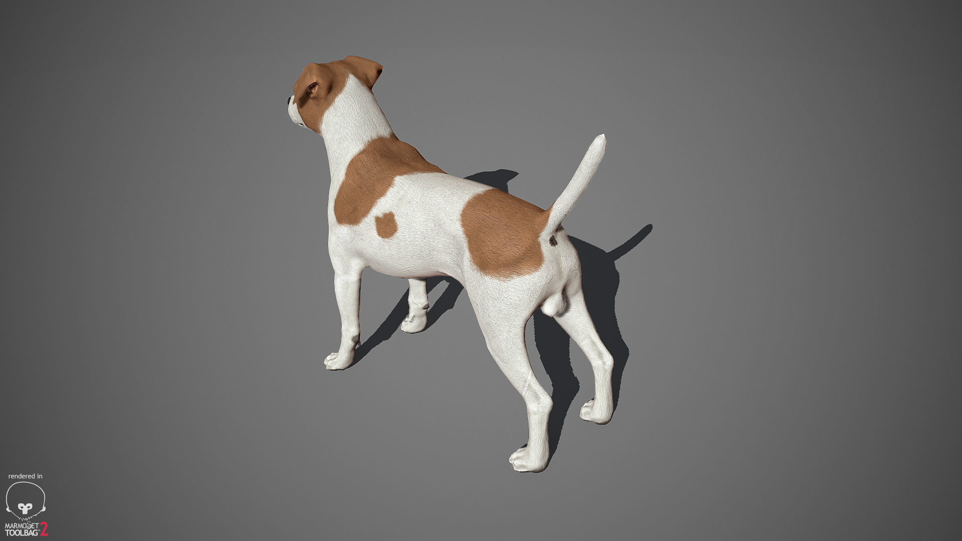 Jack Russell Real-Time Low-poly 3D model_12