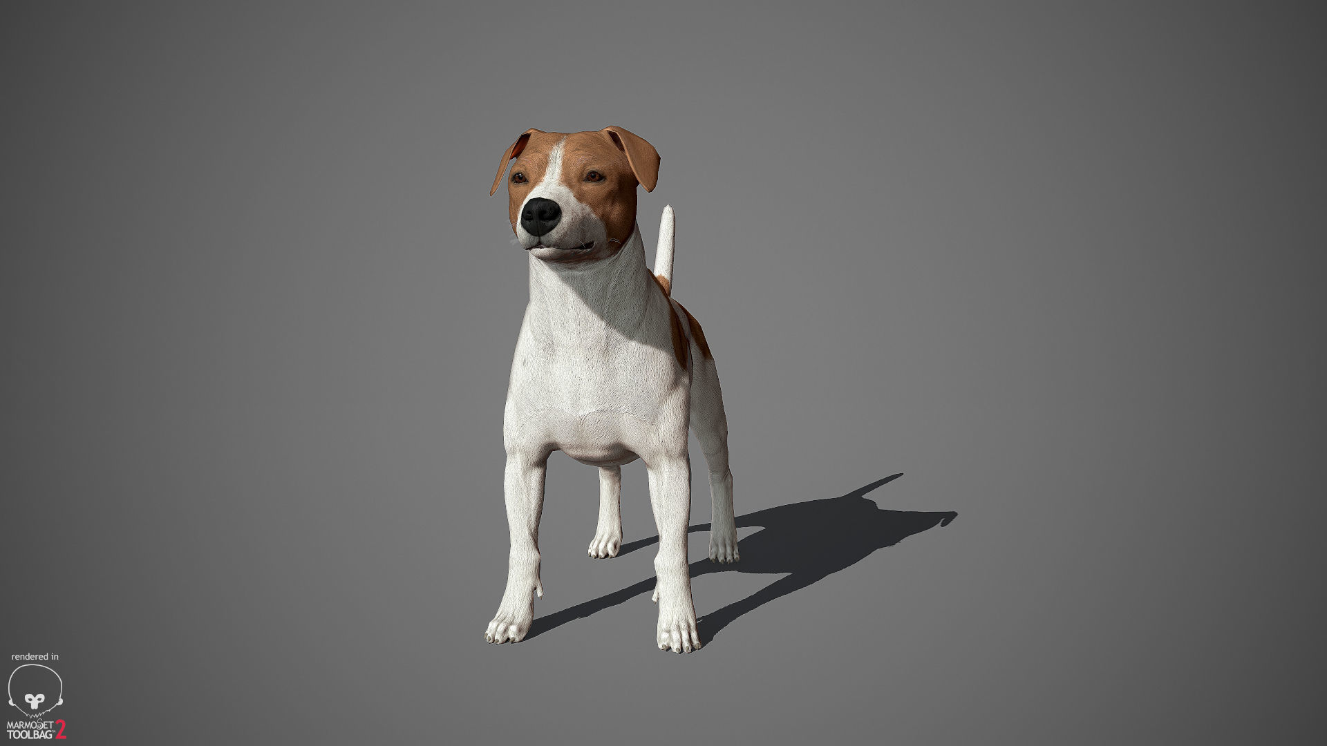 Jack Russell Real-Time Low-poly 3D model_9