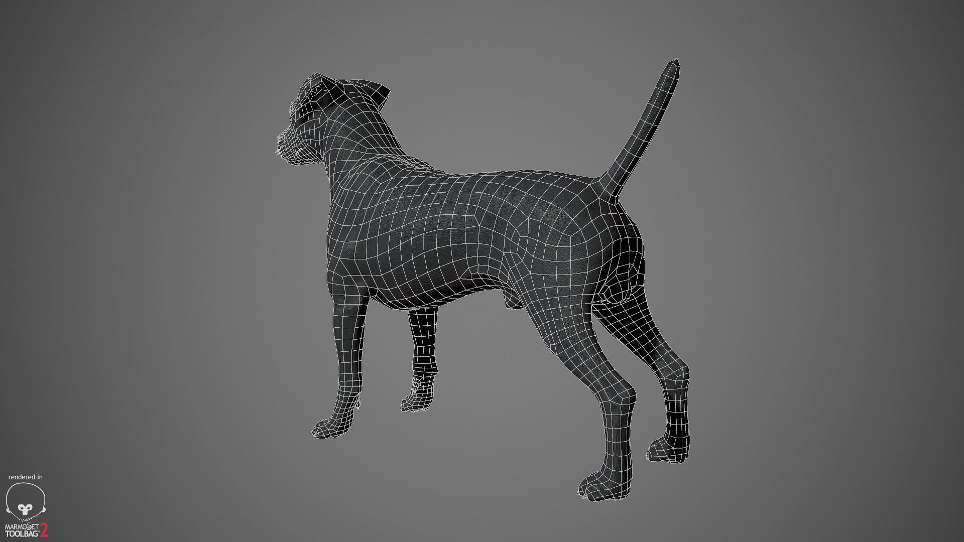 Jack Russell Real-Time Low-poly 3D model_31