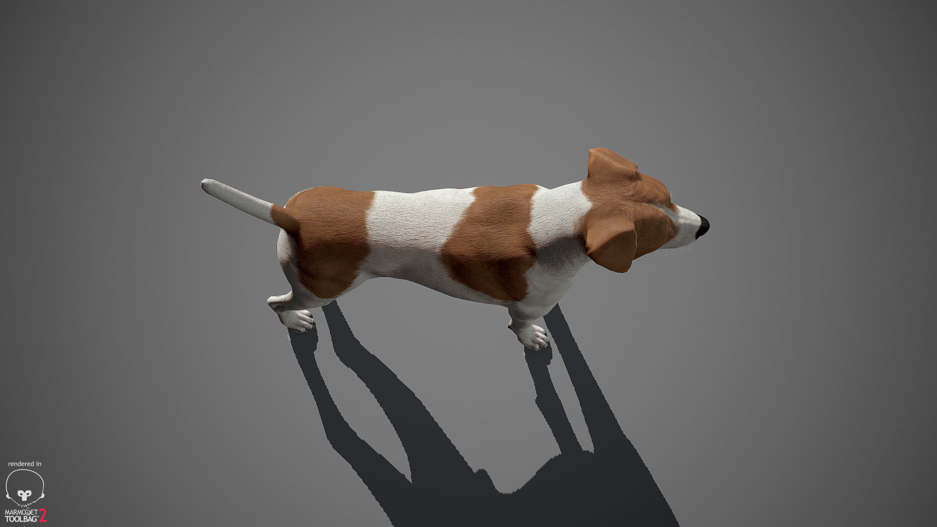 Jack Russell Real-Time Low-poly 3D model_15