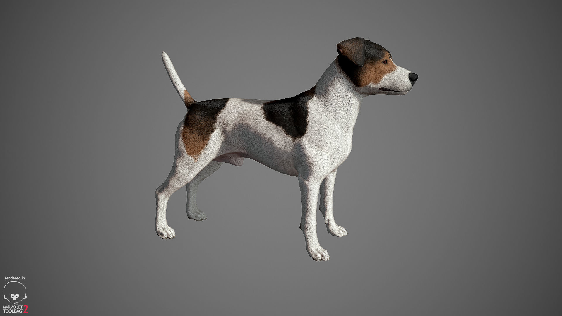 Jack Russell Real-Time Low-poly 3D model_24