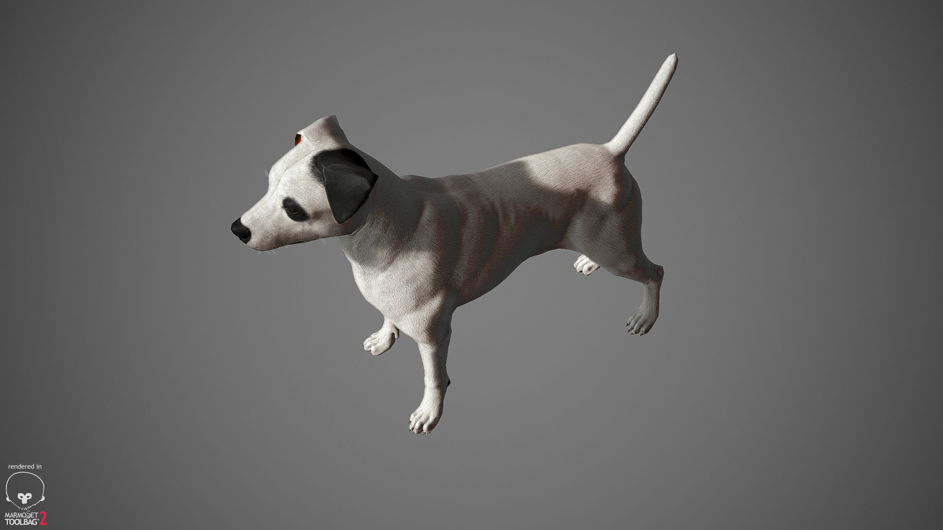 Jack Russell Real-Time Low-poly 3D model_27