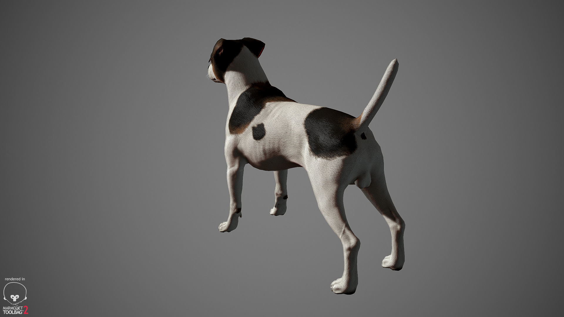 Jack Russell Real-Time Low-poly 3D model_22