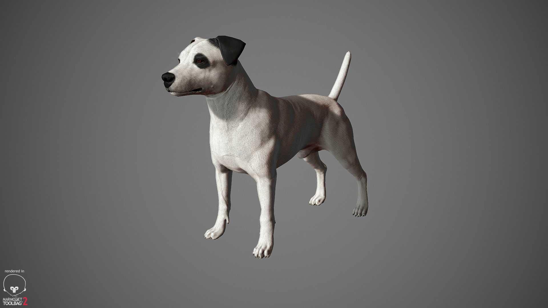 Jack Russell Real-Time Low-poly 3D model_26