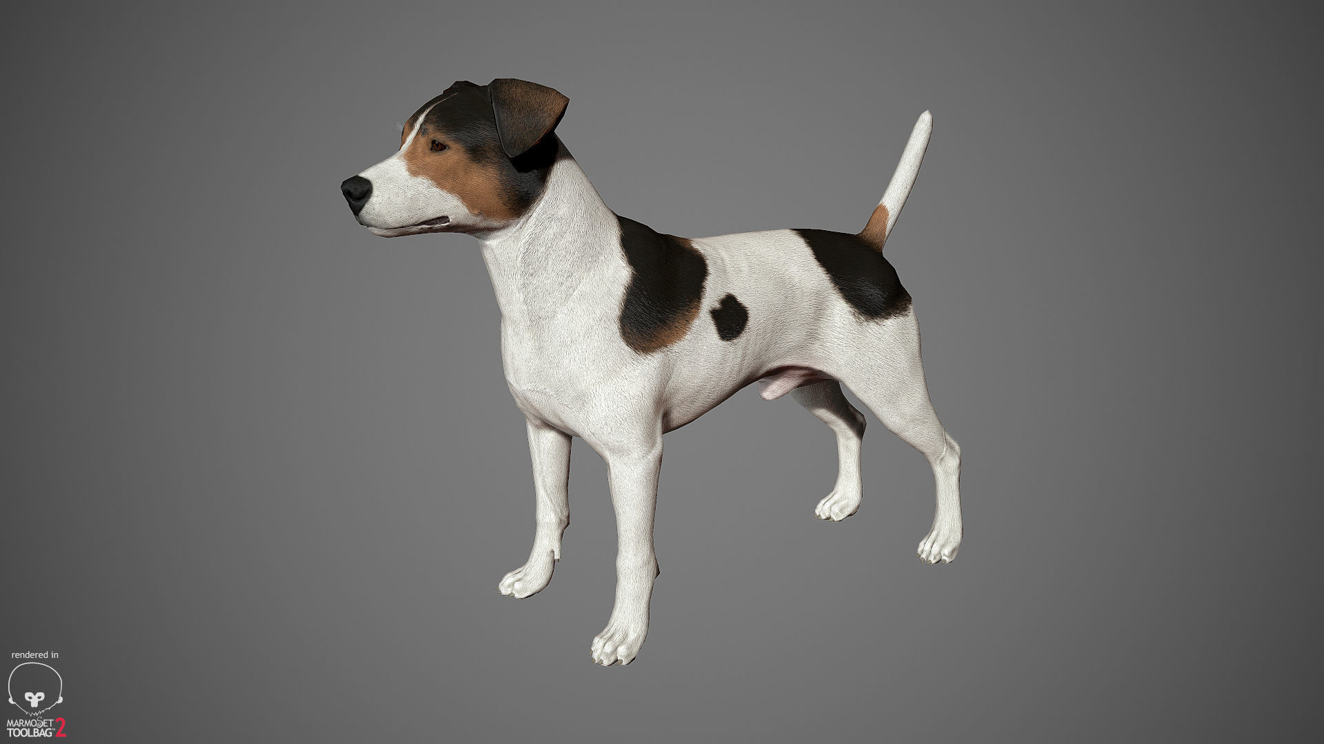 Jack Russell Real-Time Low-poly 3D model_21