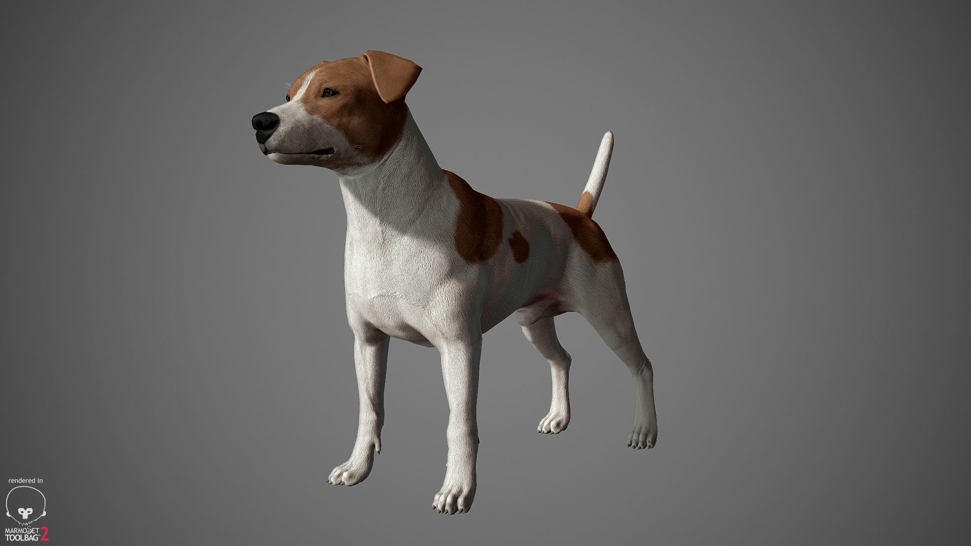 Jack Russell Real-Time Low-poly 3D model_3